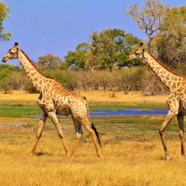 south africa group tour 1 600x600