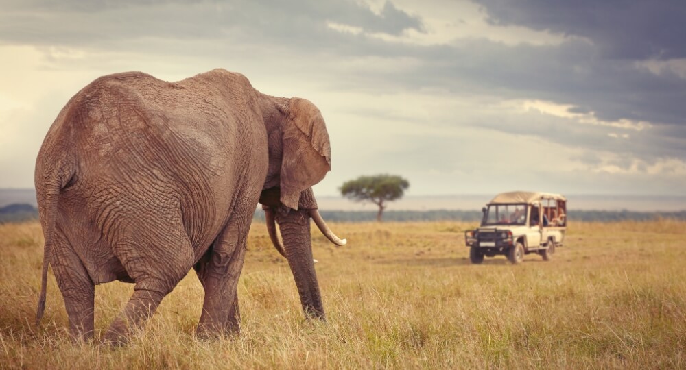 africa tour package from india