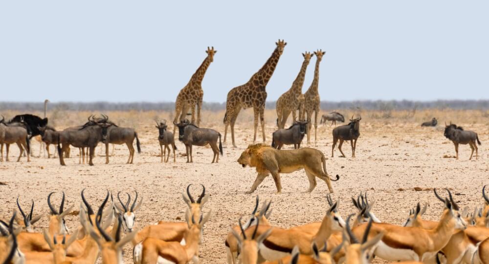 africa travel packages