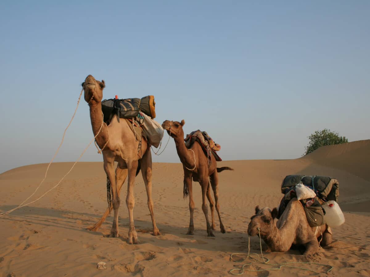 North India thar desert