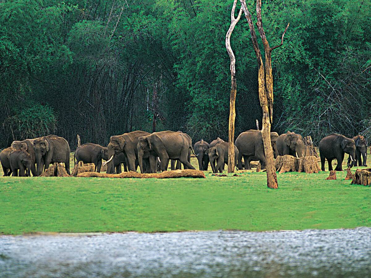 thekkady summer vacation packages (1)