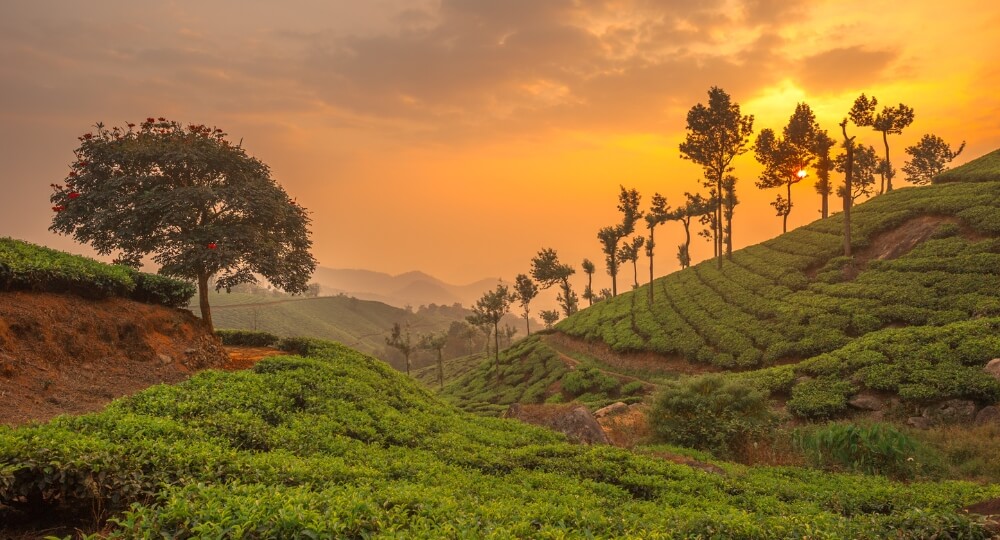 munnar south india tour packages