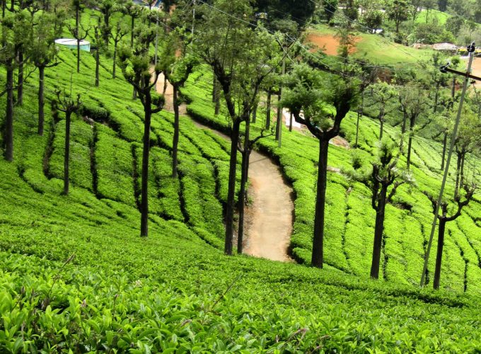 ooty tea estate 680x500