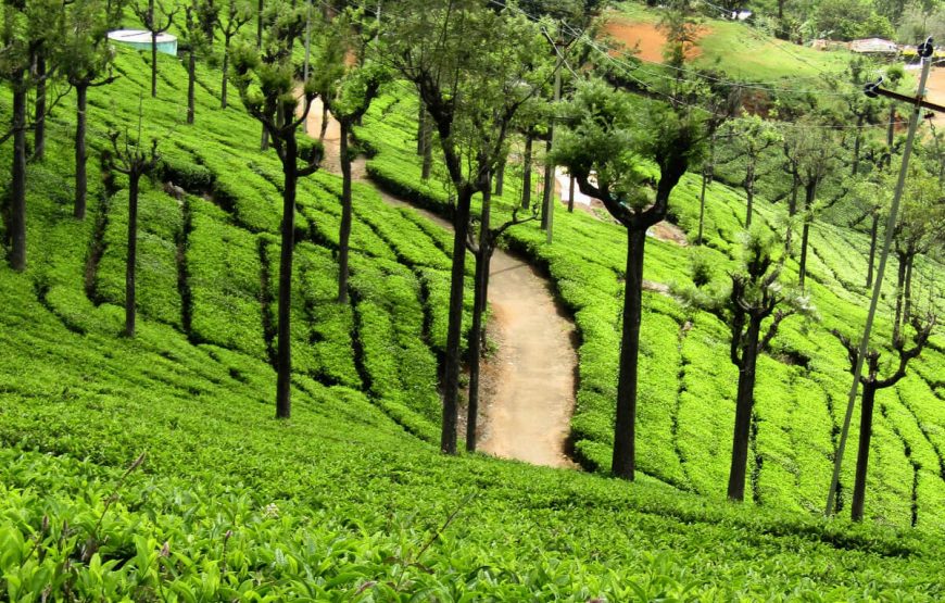 ooty tea estate 870x555