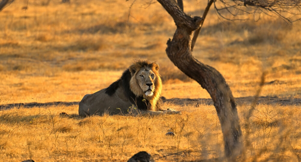 West India top west india tour package