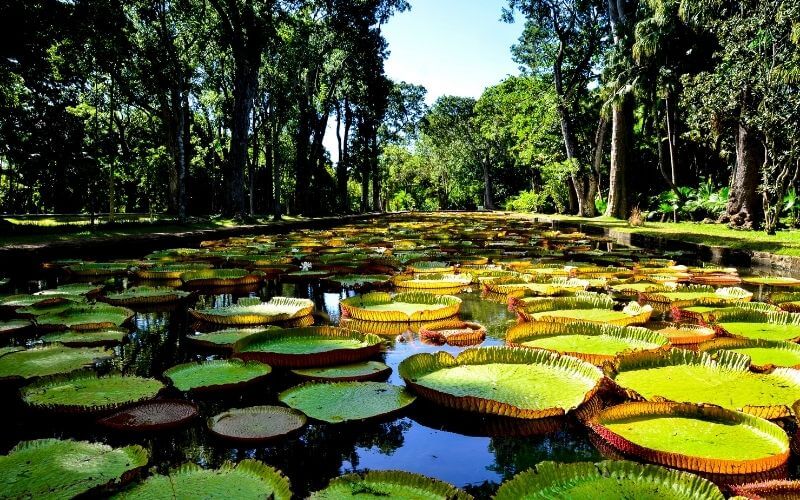 mauritius trip package for couples