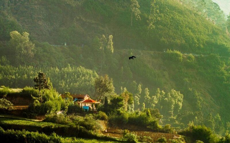 ooty honeymoon package cost