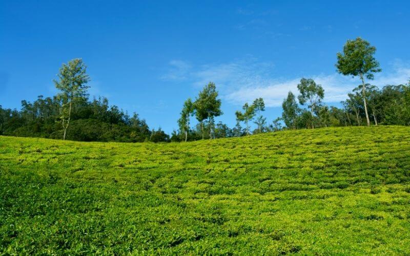 ooty trip package for couples